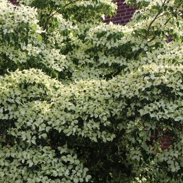 Cornus kousa 'Milky Way'
