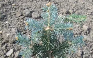 Abies lasiocarpa ´Micolas´, v. 40-50 cm K10l - jodla gorska mikolas abies lasiocarpa 6