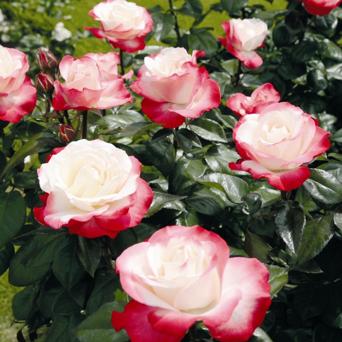 Rosa 'Nostalgie'® - Image 2