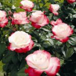 Rosa 'Nostalgie'® - Image 2