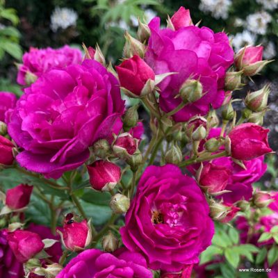 ROSA KORDES 2L Purple Siluetta® - purple siluettta 02