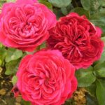 Rosa (F) ´Red Leonardo da Vinci´®