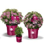Rhododendron micranthum ´Bloombux´® Magenta , koule průměr 25–30 CM - Image 2