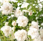 Rosa 'Crystal Fairy'®