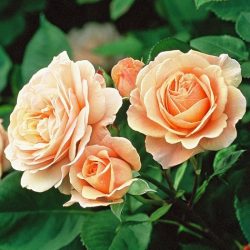 Anglické růže David Austin®