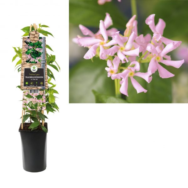 Trachelospermum asiaticum 'Pink Air' - trachelospermum kletterpflanzen toskanischer jasmi