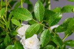 Rosa 'Crystal Fairy'® - Image 5