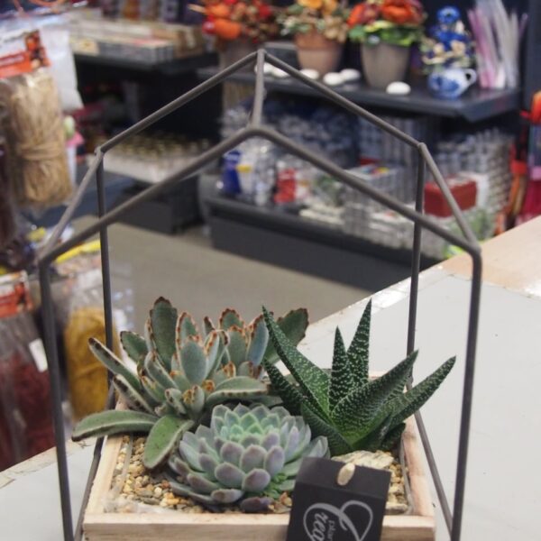SUCCULENT dekorace_kov_P17