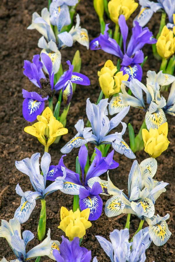 Iris reticulata - N1925677 80