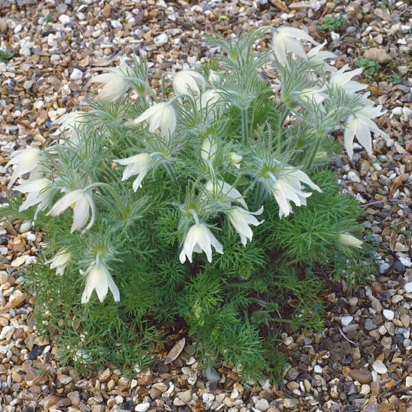 Pulsatilla vulgaris 'Bells white'