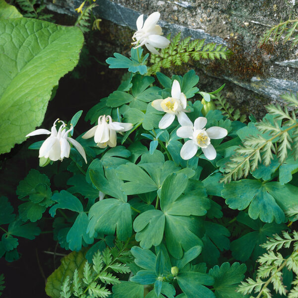 Aquilegia flabellata 'Alba White Angel'