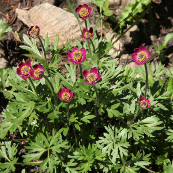 Anemone multifida 'Rubra'