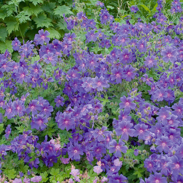 Geranium cantabrigiense 'Karmina'