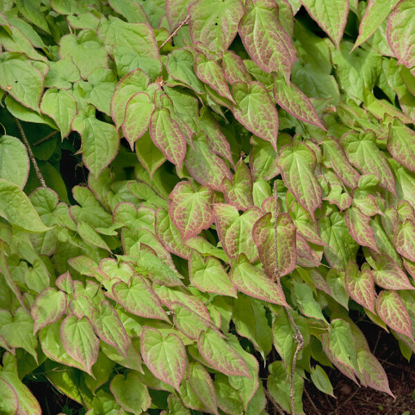 Epimedium alpinum