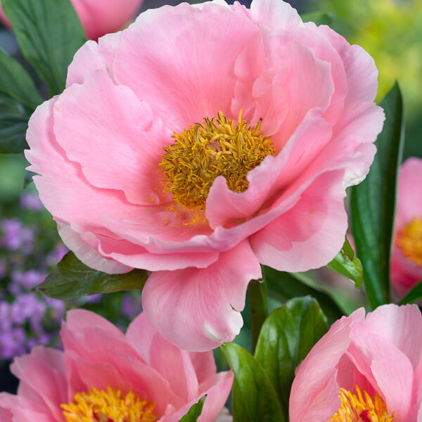 Paeonia lactiflora 'Salmon Chiffon'