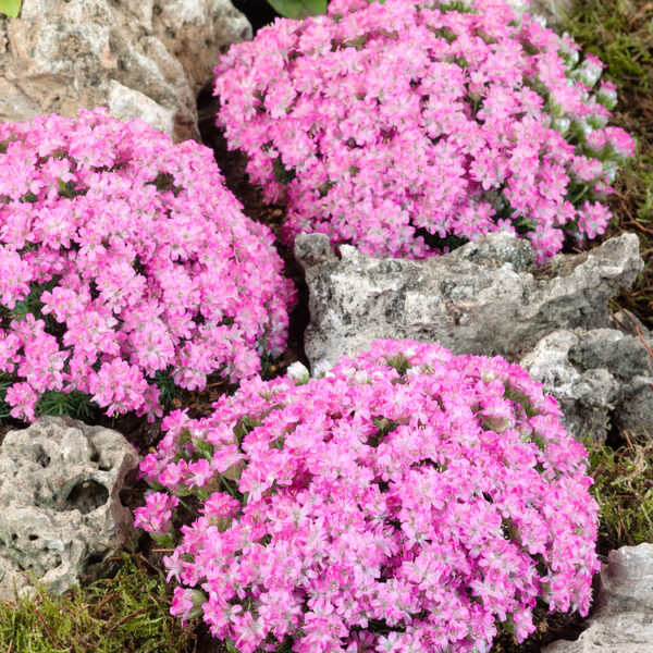 Armeria juniperifolia 'Bevan'