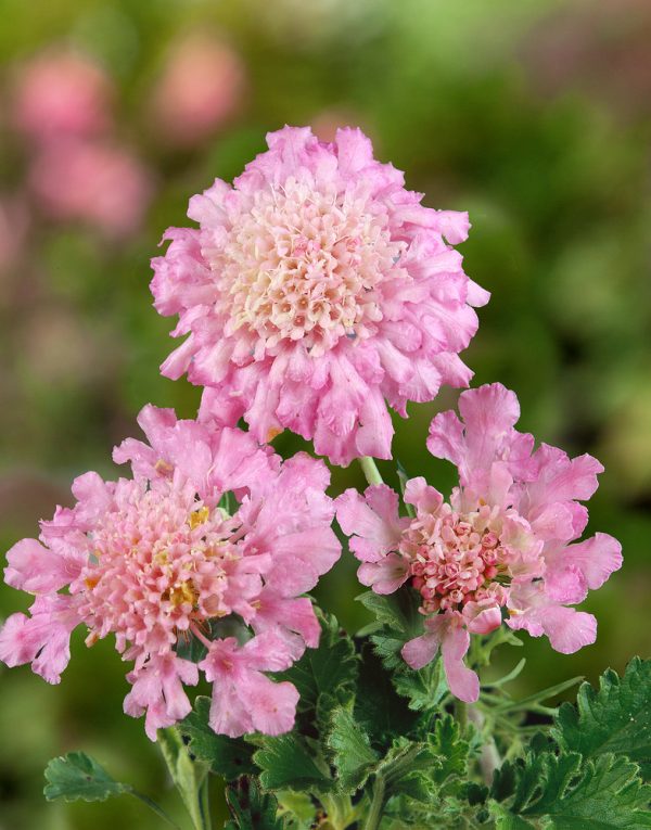 Scabiosa columbaria 'Pincushion Pink' - 28 79 06 80