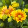 Gaillardia aristata 'Arizona Apricot' - Kontejner, pr. 12 cm