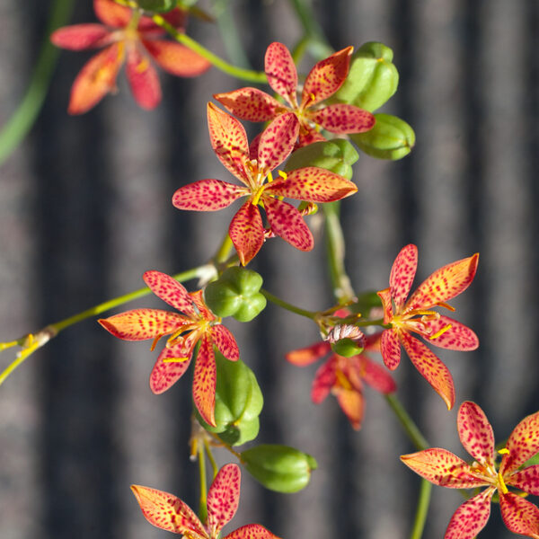Belamcanda chinensis