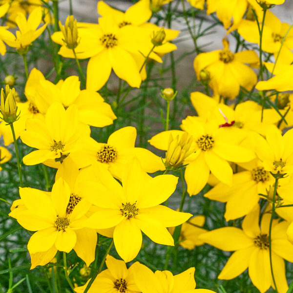 Coreopsis verticilata 'Grandiflora'