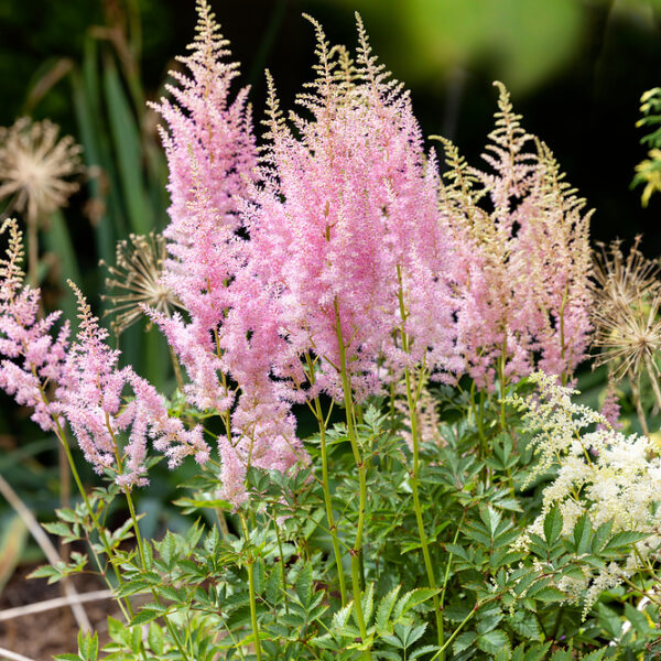Astilbe japonica 'Anita Pfeifer'