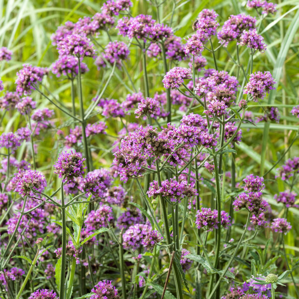 Verbena bonariensis 'Lollipop'®