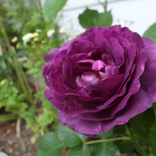 Rosa 'Minerva'®