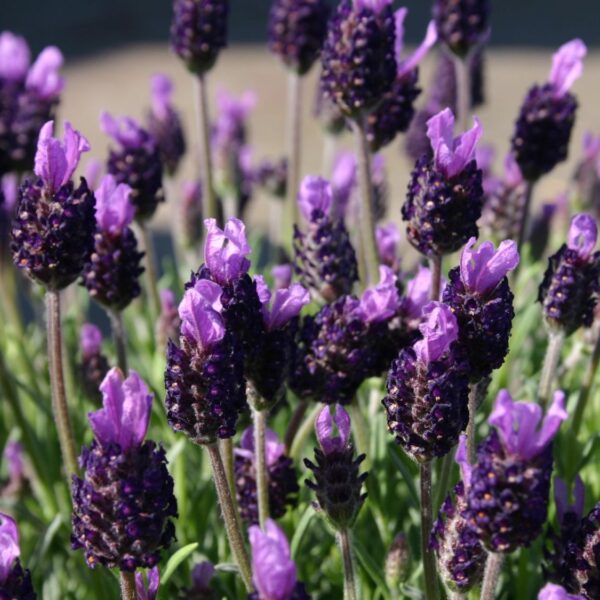 Lavandula stoechas | Levandule smilovitá