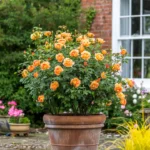 ROSA 'David Austin'® 'Lady of Shalott'® - Image 3