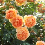 ROSA 'David Austin'® 'Lady of Shalott'®