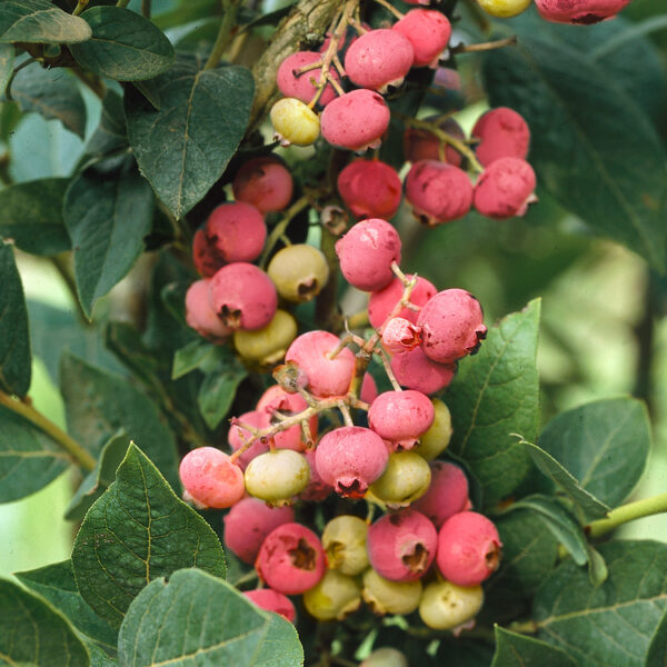 Vaccinium corymbosum 'Pink Lemonade'®