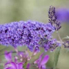 Buddleja davidii Summer Teens, C5L - Bruno Blue-modrá