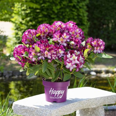 Rhododendron Happydendron® ´Pushy Purple®´ - Happydendron 4