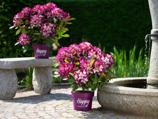 Rhododendron Happydendron® ´Pushy Purple®´ - Happydendron 5