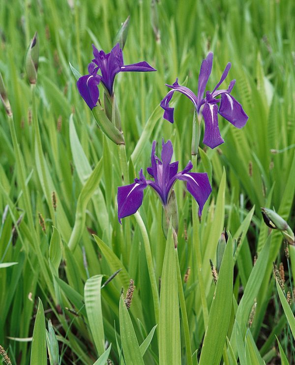Iris laevigata - N0905416 80