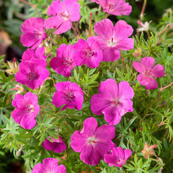 Geranium sanquineum