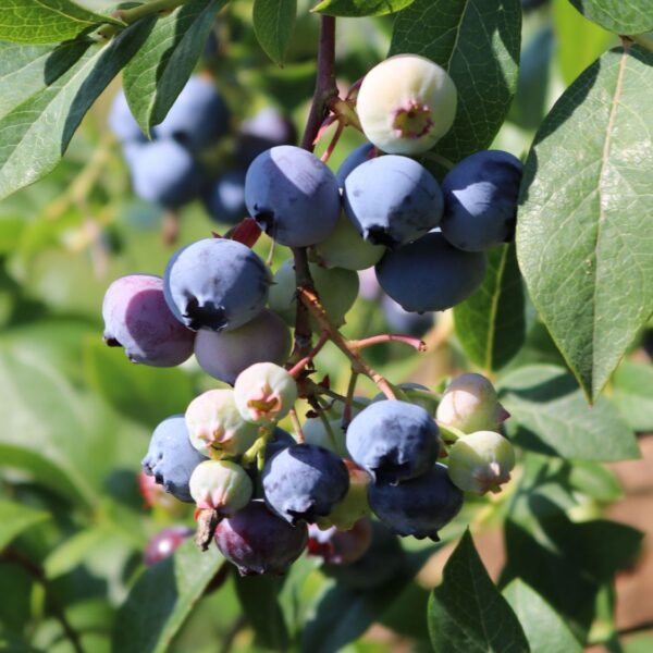 Vaccinium cor. ´Sunshine Blue´