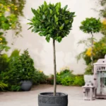 Laurus nobilis | Vavřín ušlechtilý - Image 2