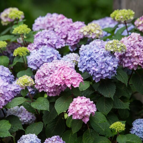 Hydrangea macr. ´Endless Summer®-'The Original®