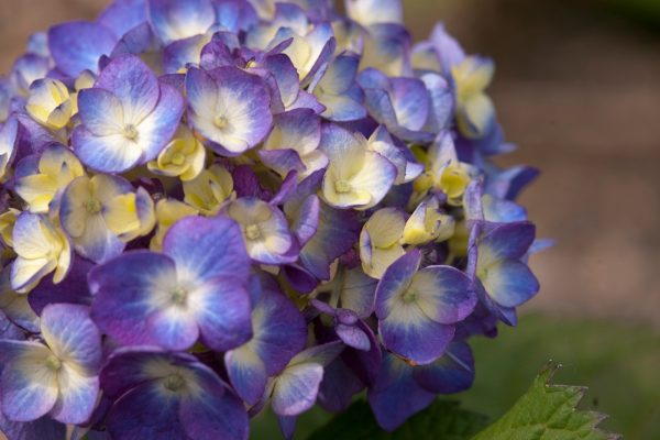 Hydrangea macr. ´Endless Summer®-'kultivar BloomStar® - Bloom Star 2