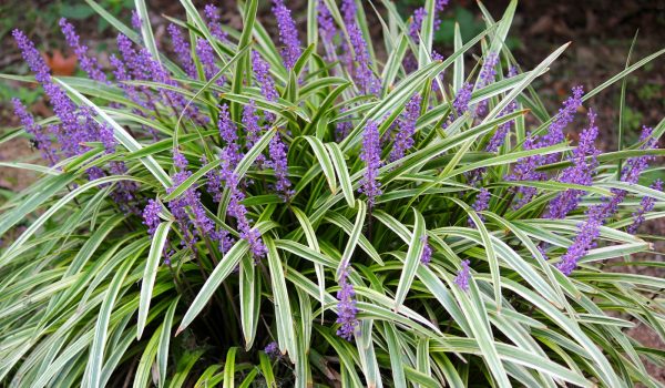 Liriope muscari 'Variegata' - Liriope Variegata