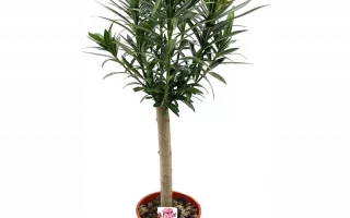 Nerium oleander - Nerium oleander Oleander T 22 Stamm 900x900 proportionalexact 1