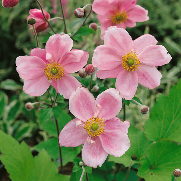 Anemone japonica 'Königin Charlotte'