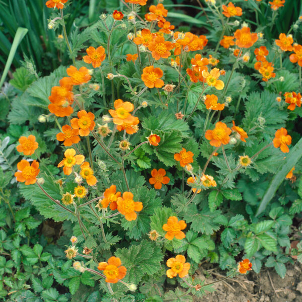 Geum coccineum 'Koi'