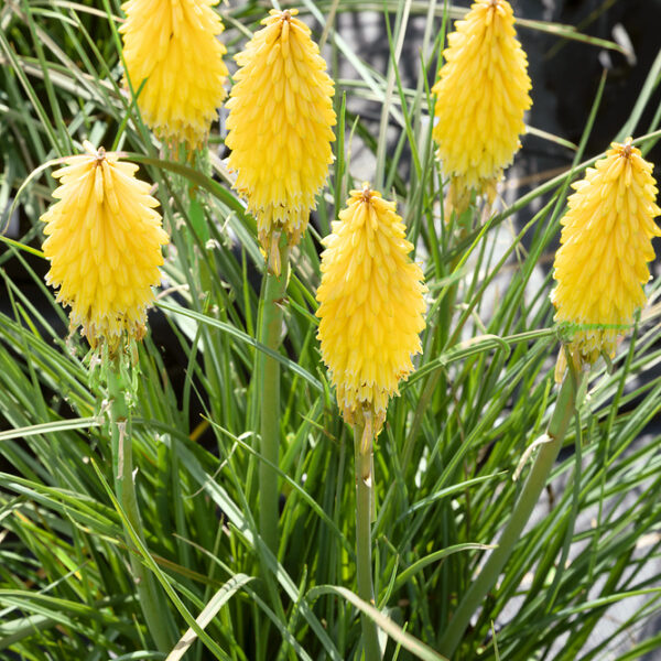 Kniphofia uvaria 'Poco Yellow'