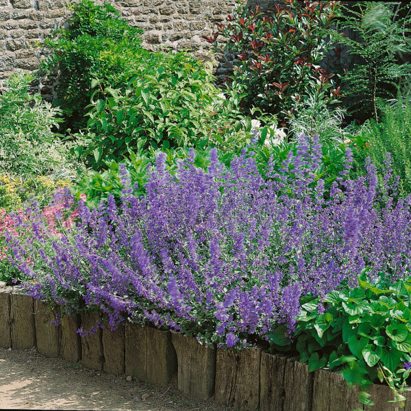 Nepeta x faassenii 'Blue Wonder'