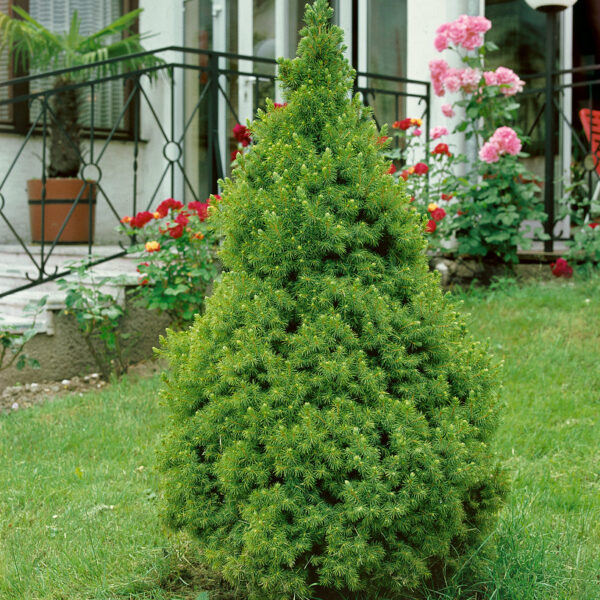 Picea glauca 'Conica'