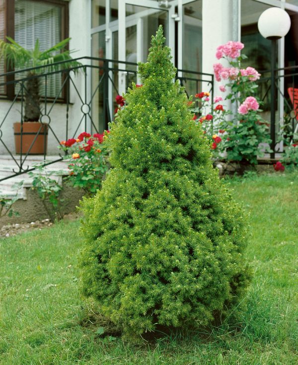 Picea glauca 'Conica' - Picea glauca Conica