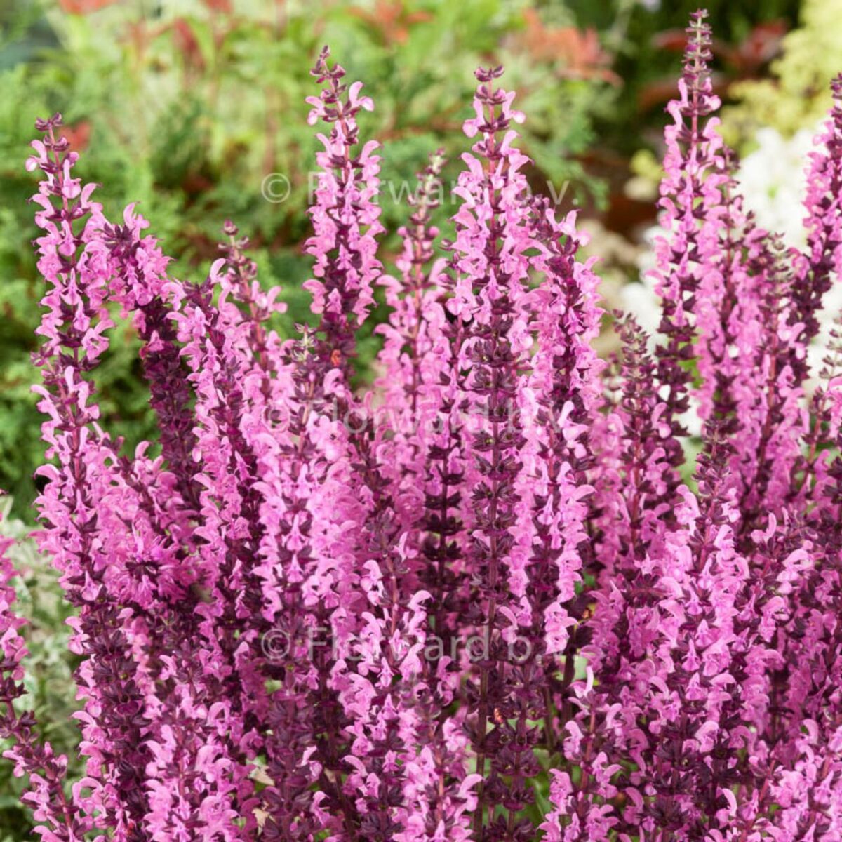 Salvia nemorosa ´Caradonna Pink´® , C2l, v. 20-30cm - Image 1