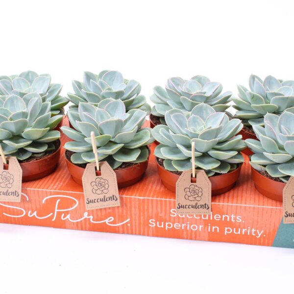 Echeveria 'Green Pearl'